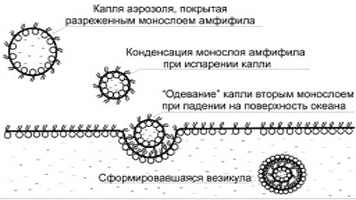 Рис. 3. Схематическое изображение стадий формирования бислойной липидной везикулы из аэрозольной капли, покрытой слоем амфифила (фосфолипида)